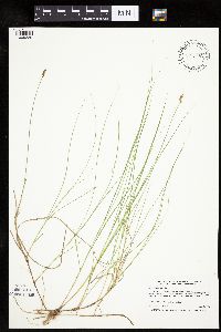 Carex chordorrhiza image