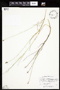 Carex chordorrhiza image