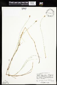 Carex chordorrhiza image