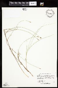 Carex chordorrhiza image