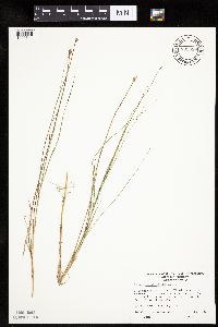 Carex chordorrhiza image