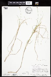 Carex chordorrhiza image