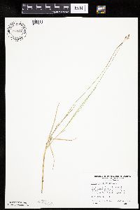 Carex chordorrhiza image
