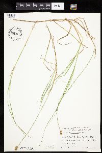 Carex chordorrhiza image