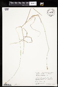 Carex chordorrhiza image