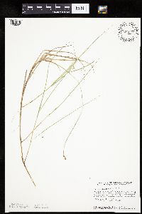 Carex chordorrhiza image