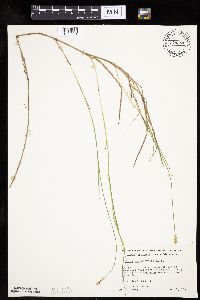 Carex chordorrhiza image