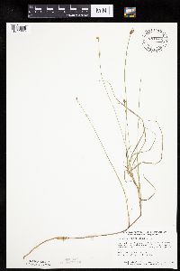 Carex chordorrhiza image