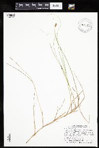 Carex chordorrhiza image