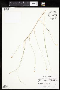 Carex chordorrhiza image
