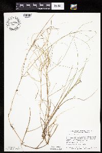 Carex chordorrhiza image