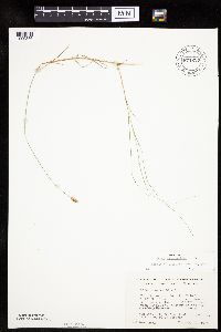Carex chordorrhiza image
