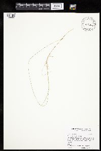 Carex chordorrhiza image