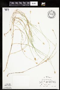 Carex chordorrhiza image
