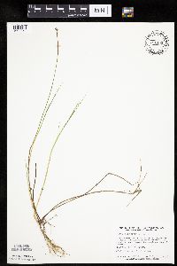 Carex chordorrhiza image