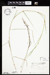 Carex chordorrhiza image