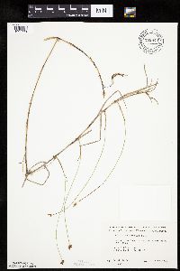 Carex chordorrhiza image