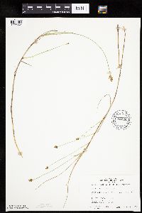 Carex chordorrhiza image