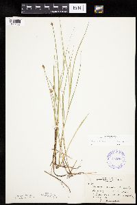 Carex chordorrhiza image