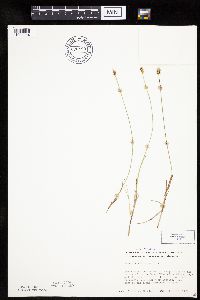 Carex chordorrhiza image