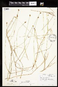Carex chordorrhiza image
