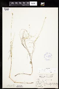 Carex chordorrhiza image