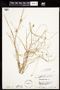 Carex chordorrhiza image