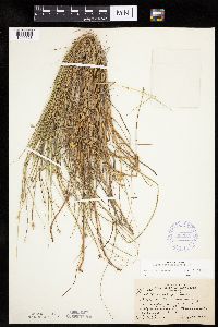Carex chordorrhiza image