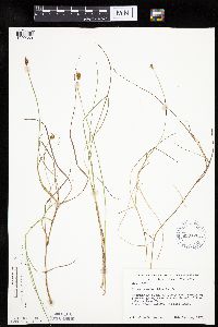 Carex chordorrhiza image