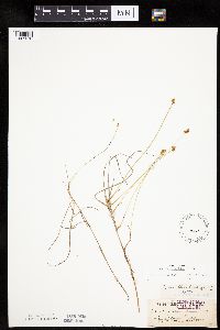 Carex chordorrhiza image