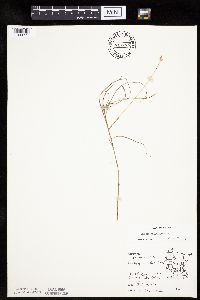 Carex chordorrhiza image