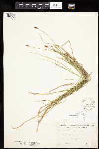 Carex chordorrhiza image