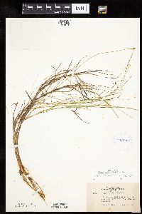 Carex chordorrhiza image