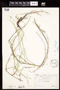 Carex chordorrhiza image