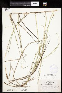 Carex chordorrhiza image