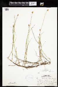 Carex chordorrhiza image