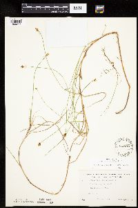 Carex chordorrhiza image