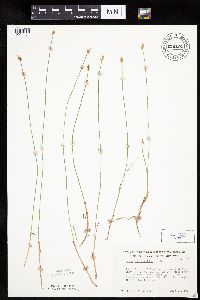 Carex chordorrhiza image