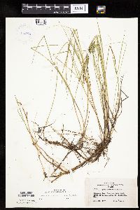 Carex chordorrhiza image