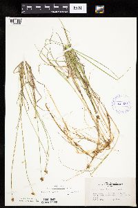 Carex chordorrhiza image