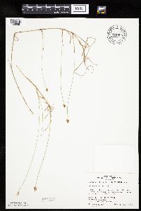 Carex chordorrhiza image