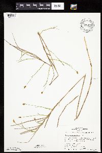 Carex chordorrhiza image