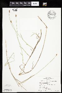 Carex chordorrhiza image