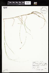 Carex chordorrhiza image