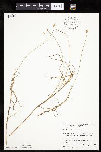 Carex chordorrhiza image