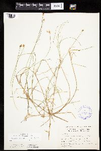 Carex chordorrhiza image