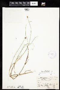 Carex chordorrhiza image