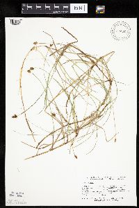 Carex chordorrhiza image