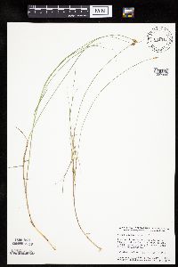 Carex chordorrhiza image