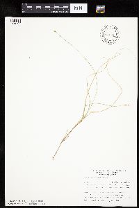 Carex chordorrhiza image